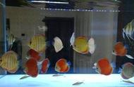 七彩神仙鱼的鱼缸中可以同时饲养哪些观赏鱼？