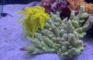 十一长假：探索海底花园，水族馆展示如花般的海洋生物