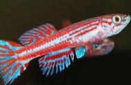 欧根氏琴尾鳉鱼：独特裂鳍与红蓝色彩的完美结合