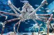 超越想象的巨蟹：4米长的蟹爪与100年的寿命