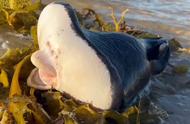 澳洲海岸惊现神秘生物，鱼身人唇牙齿，揭秘它的真实身份！