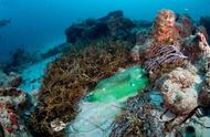 塑料的侵袭，珊瑚遭受“浩劫”