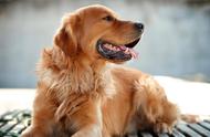 揭秘纯种金毛犬的六大特征，你可能养的是混种犬