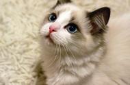 全球最可爱的猫咪品种：十大萌宠排行榜