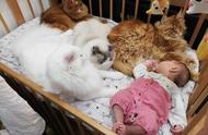 四只缅因猫围坐在婴儿床上，保护着家中的小主人，或许只是想要找个地方睡觉。