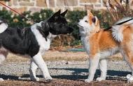 秋田犬的两种类型：你知道它们的区别吗？
