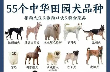 中华田园犬品种全解析：55种等你发现