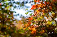 栖霞山赏枫摄影指南：秋叶与美女的完美组合