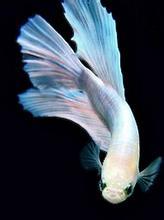 有“观赏鱼皇后”美称的“巴黎天使鱼”！