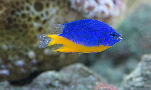 蓝魔鬼鱼是个受人欢迎的品种，而且全身是蓝色的，很美丽又好养