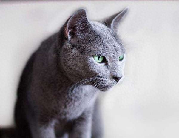 地球上10大最可爱的猫咪，波斯猫第八，布偶猫第二，你喜欢哪个？
