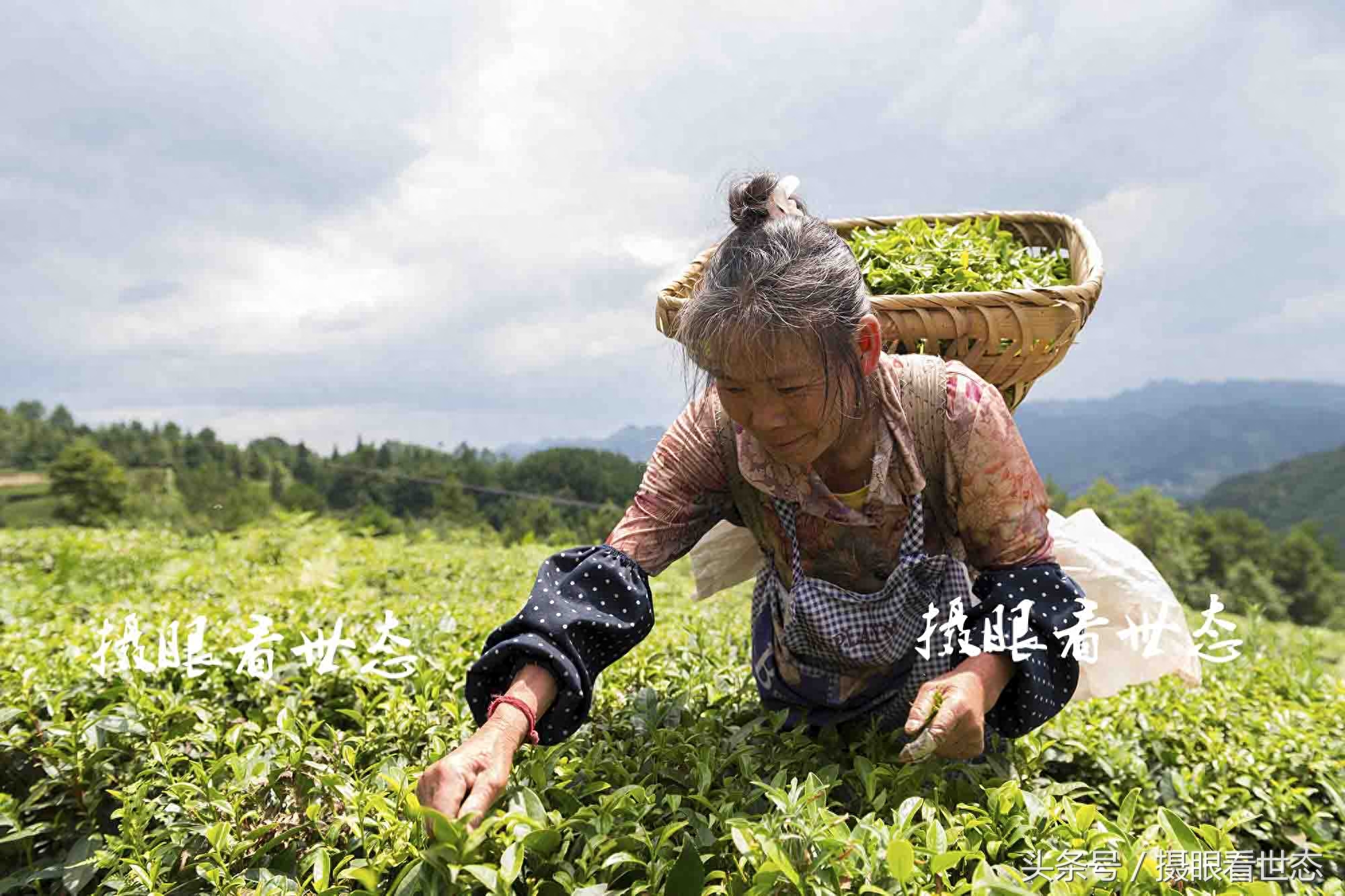 高温下的劳动者，这些农村妇女冒着酷暑上山赶采夏茶，日收入百元