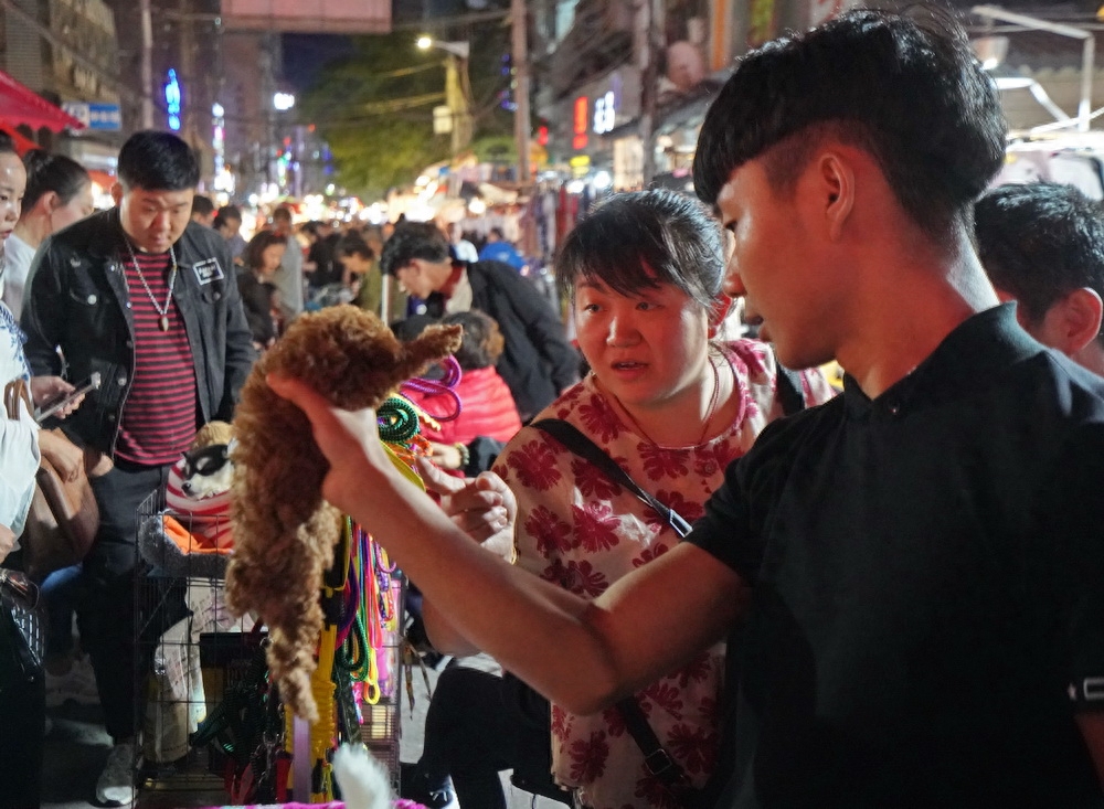 夜幕下兰州狗市：狗狗已成全民宠爱之物，看看就喜欢，想带它回家