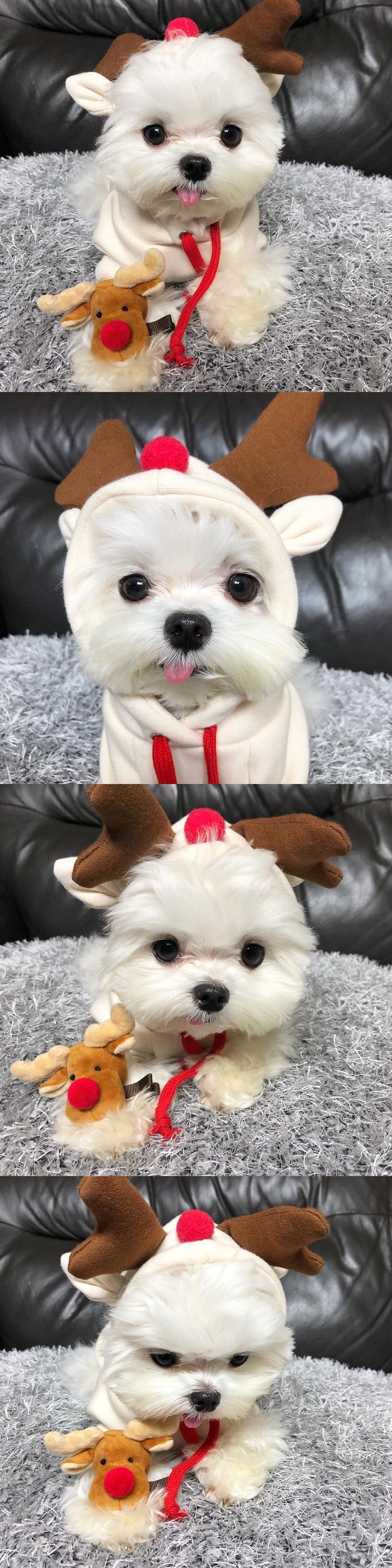 你对“马尔济斯犬”的可爱一无所知——摘取关于壁纸