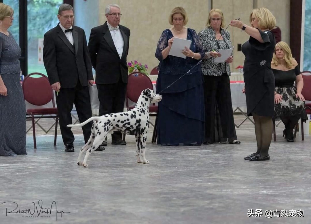 欣赏 2019 美国大麦町犬，国家单独犬展！