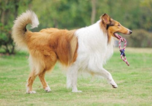 世界名犬大全（三）