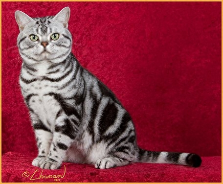 全球10大最大的猫，布偶猫近20斤，第一号称“温柔的巨人”
