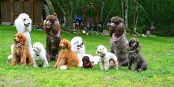 巨贵一出拉风又惹围观 怎样的贵宾犬才能称为巨贵？