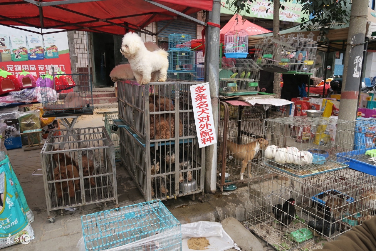 郑州市河医高架桥金水河畔现狗市一条街