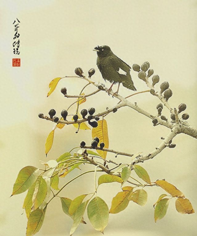 图虫人文摄影：八哥的传说