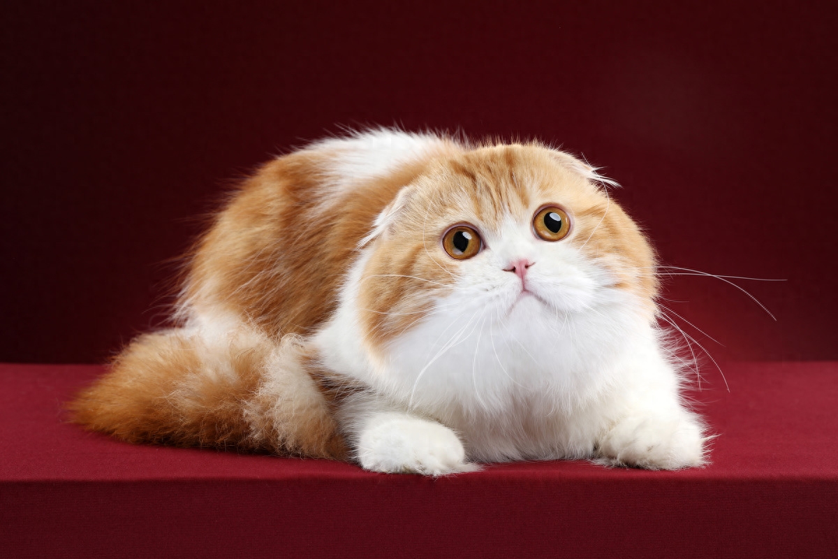图虫人文摄影：高地折耳猫