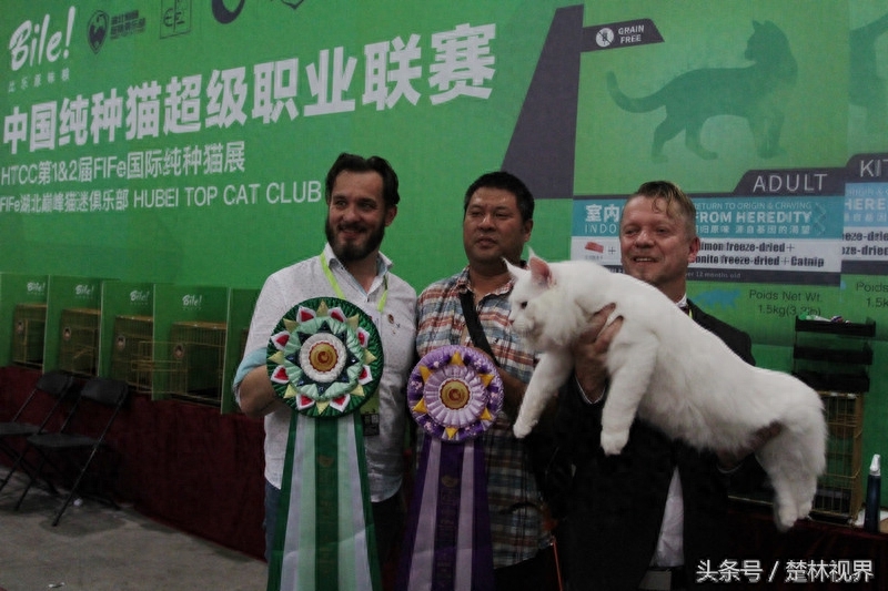 中国纯种猫职业超级联赛在武汉举行 这可是宠物猫的专业级比赛