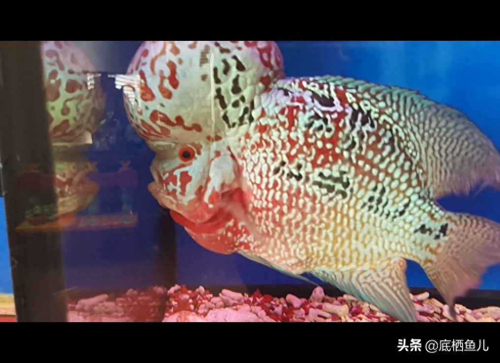 观赏鱼界的“寿星公”：大块头罗汉鱼